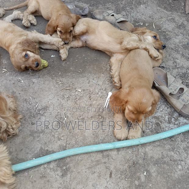 1-3 months Female Purebred Cocker Spaniel - main view
