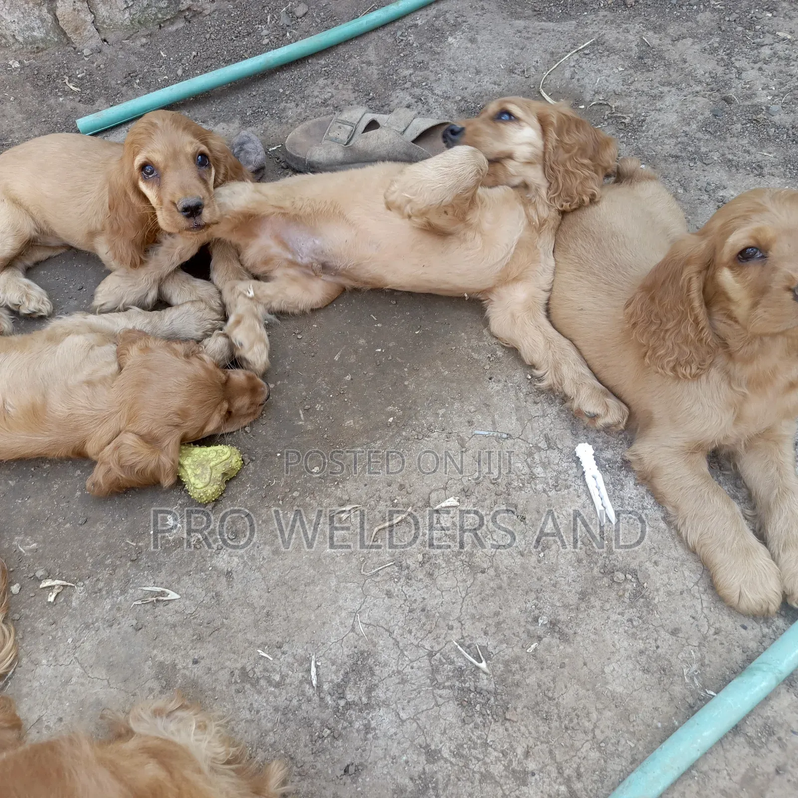 1-3 months Female Purebred Cocker Spaniel