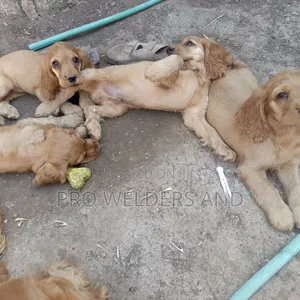 1-3 months Female Purebred Cocker Spaniel