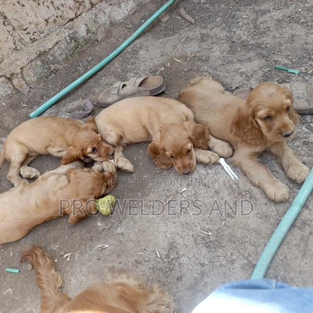 3-6 months Female Purebred Cocker Spaniel