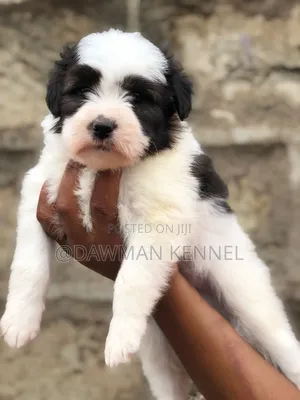 1-3 months Male Purebred Havanese