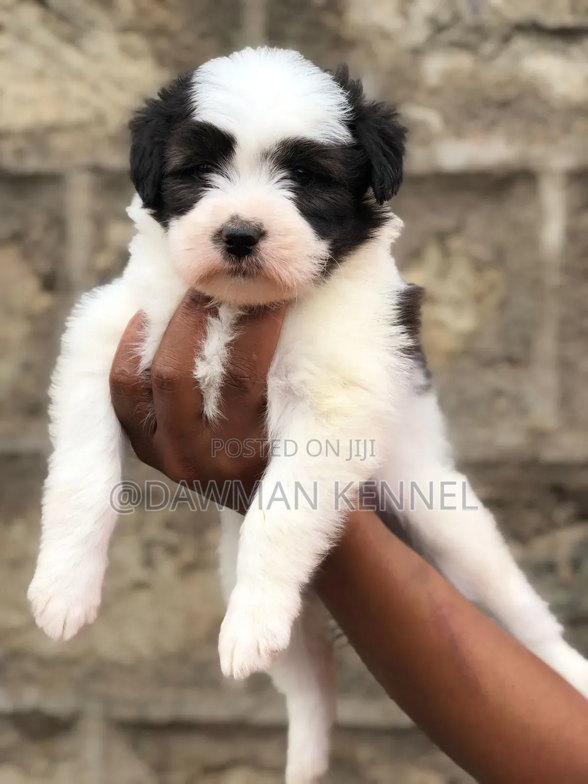 1-3 months Male Purebred Havanese