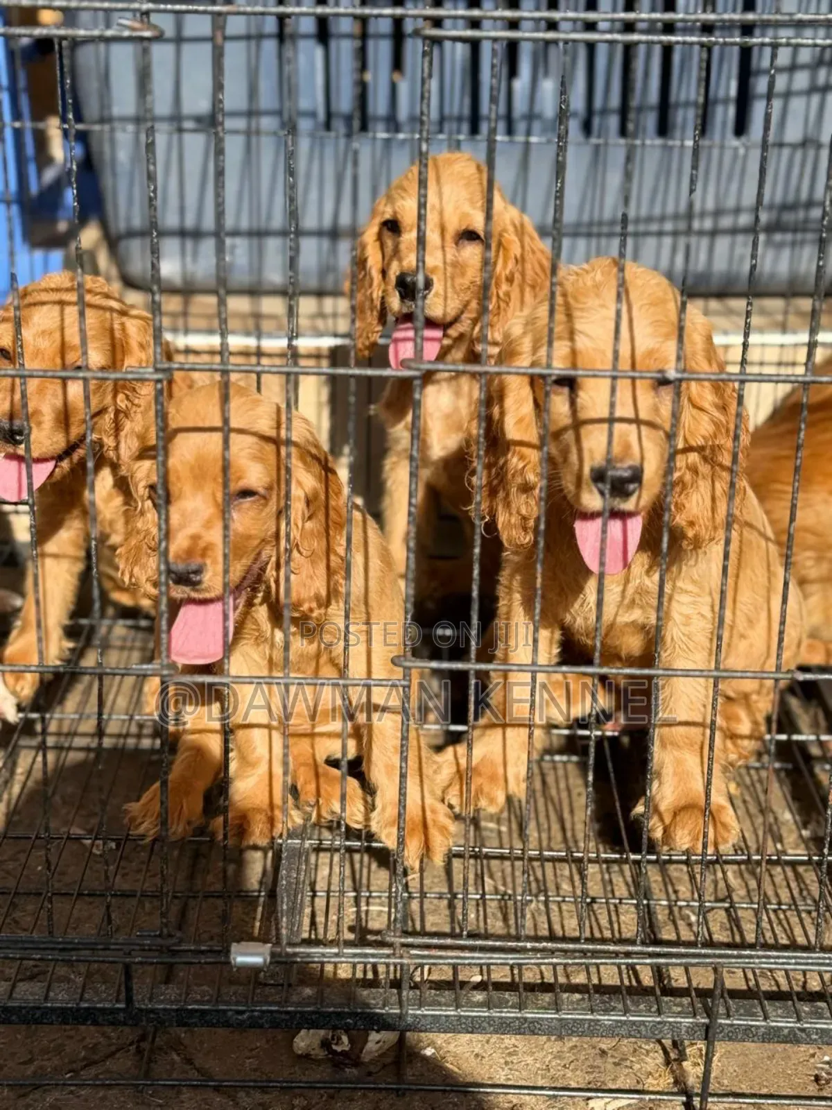 1-3 months Male Purebred English Cocker Spaniel