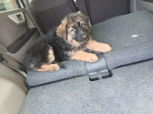 1-3 months Male Purebred German Shepherd