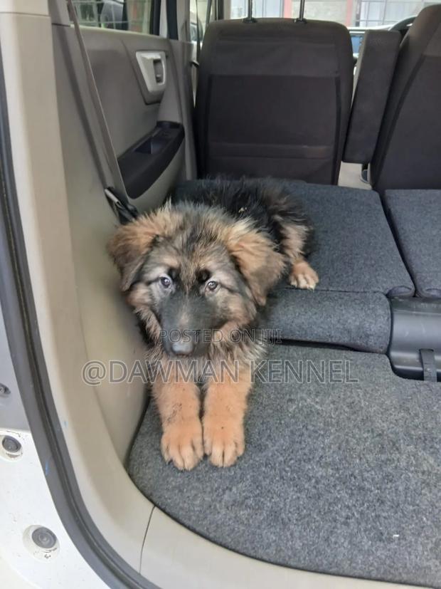 1-3 months Male Purebred German Shepherd - thumbnail 2