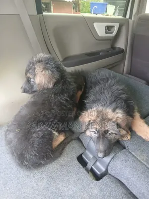 1-3 months Male Purebred German Shepherd