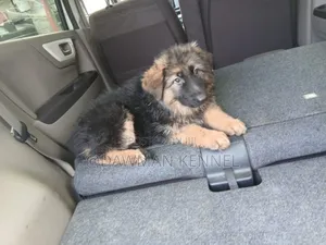 1-3 months Male Purebred German Shepherd