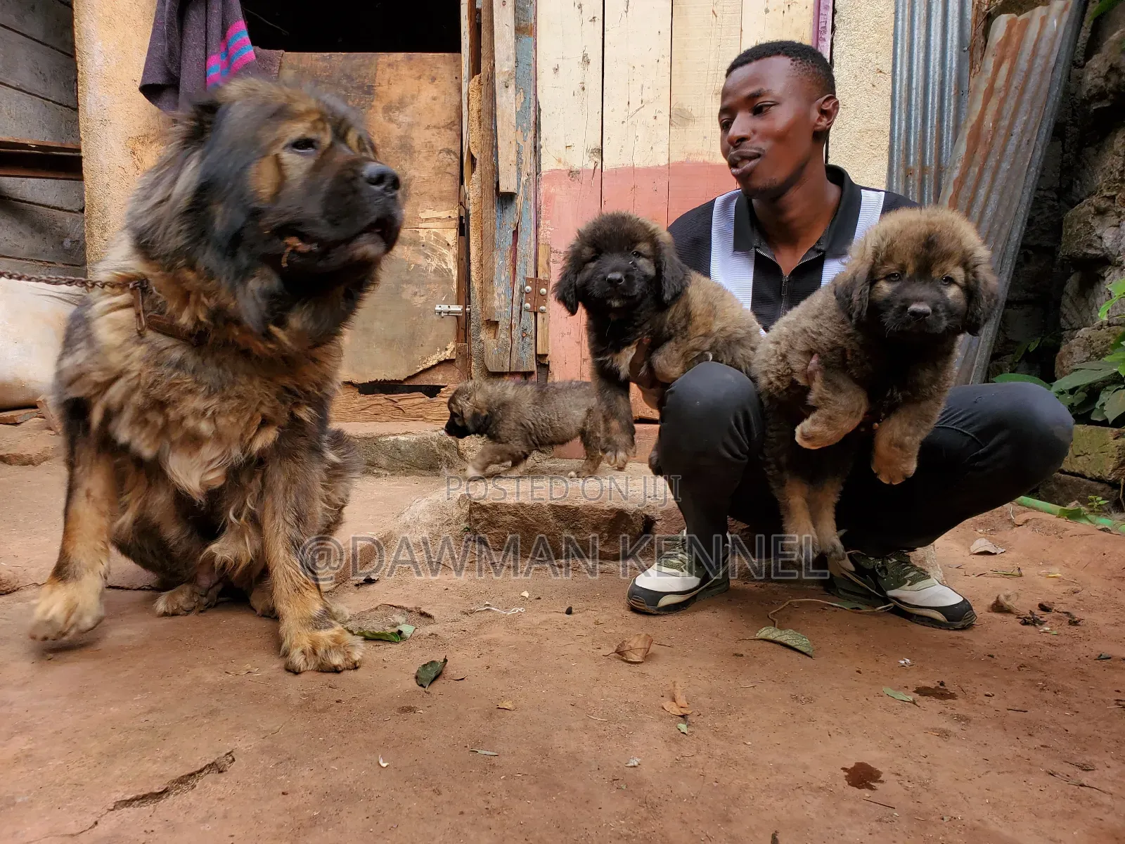 1-3 months Female Purebred Caucasian Shepherd