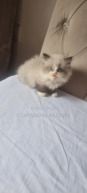 1-3 months Male Purebred Persian