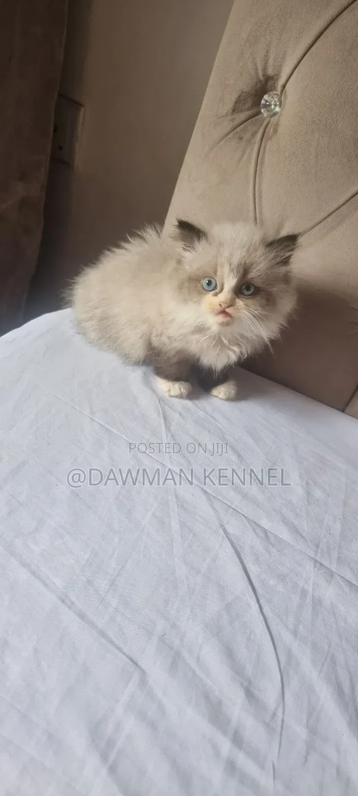 1-3 months Male Purebred Persian