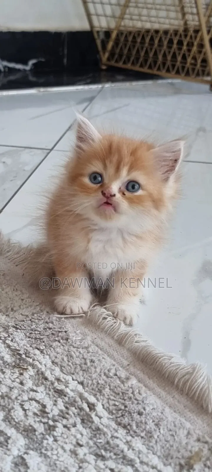 1-3 months Male Purebred Persian