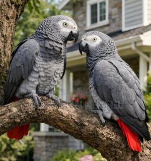 Africa Parrots - main view