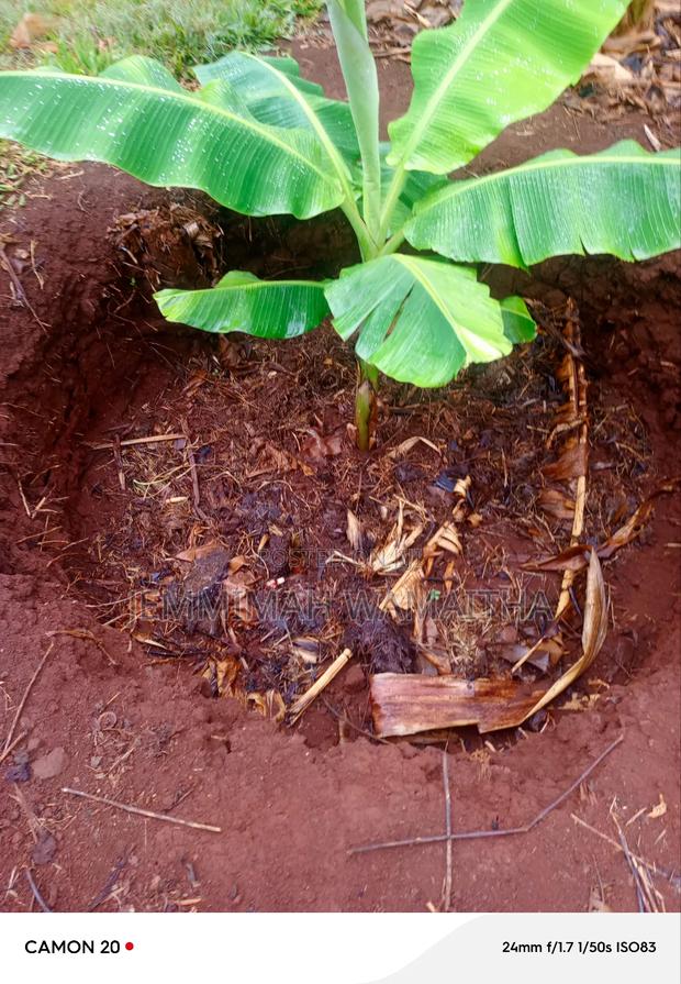 Healthy and Organic Plantain Suckers
