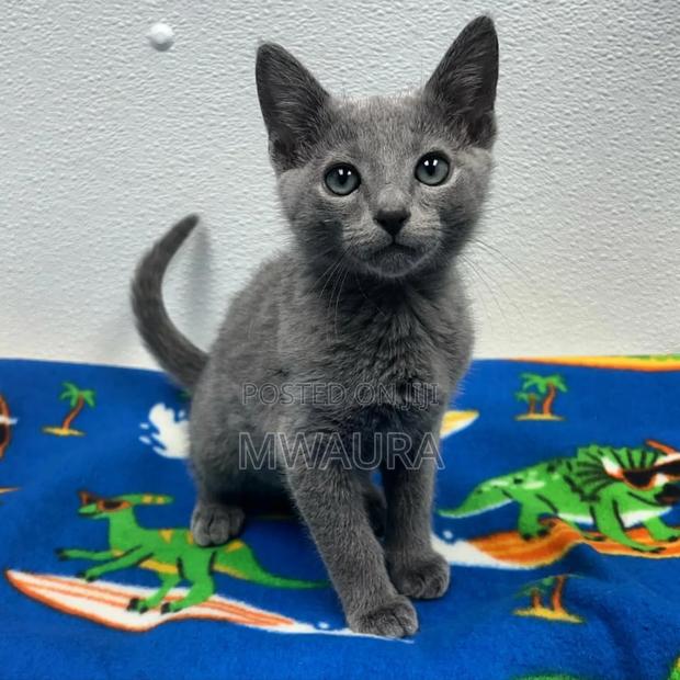 1-3 months Female Purebred Russian Blue