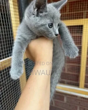 1-3 months Female Purebred Russian Blue