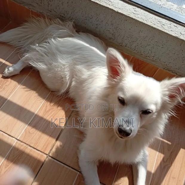 1+ year Female Purebred Japanese Spitz