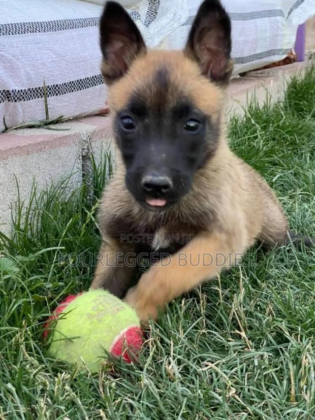 1-3 months Female Purebred Belgian Malinois