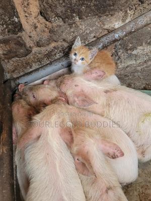 Pigs Landrace - thumbnail 2