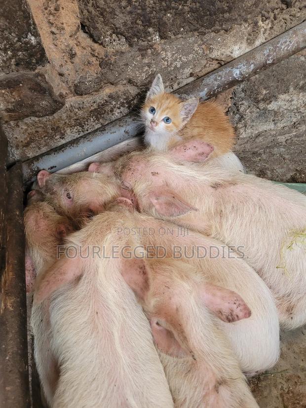 Pigs Landrace - main view