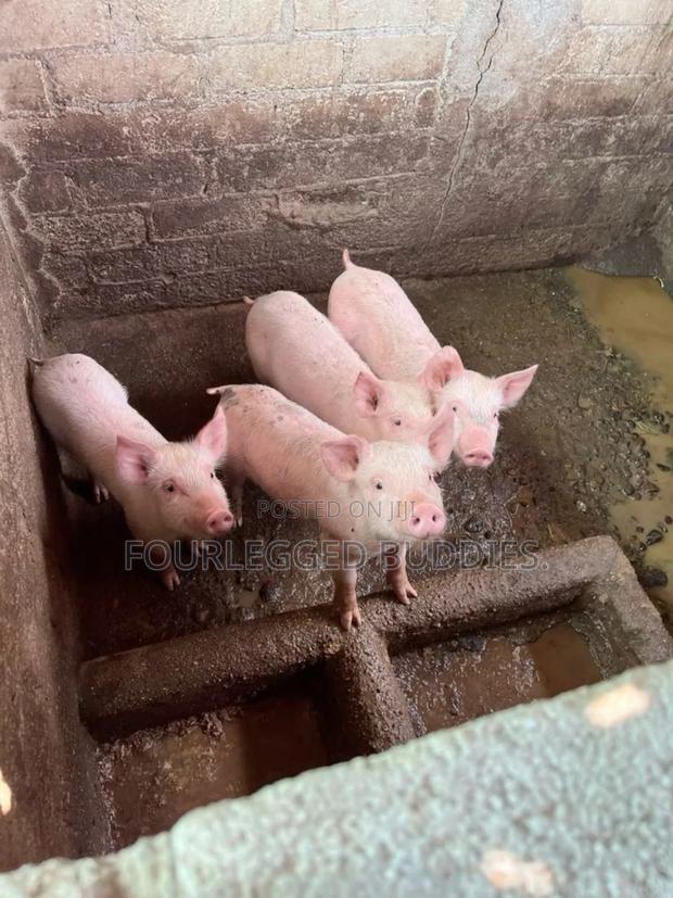 Pigs Landrace - thumbnail 3