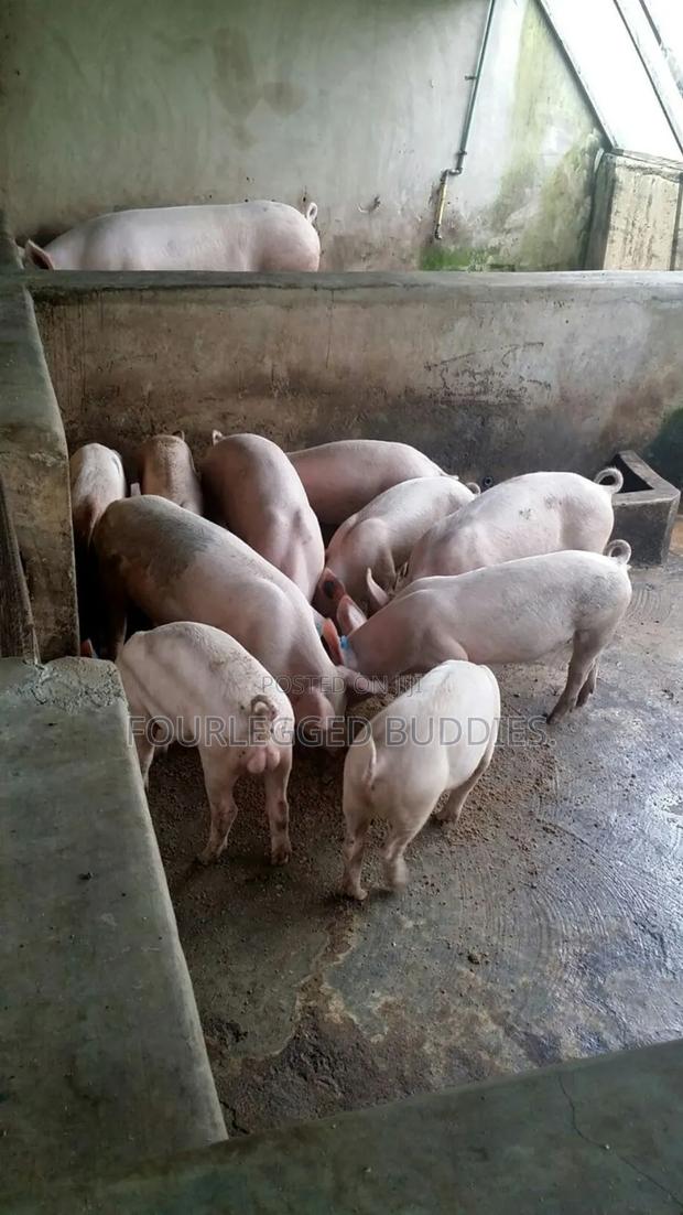 Pigs Landrace - thumbnail 4