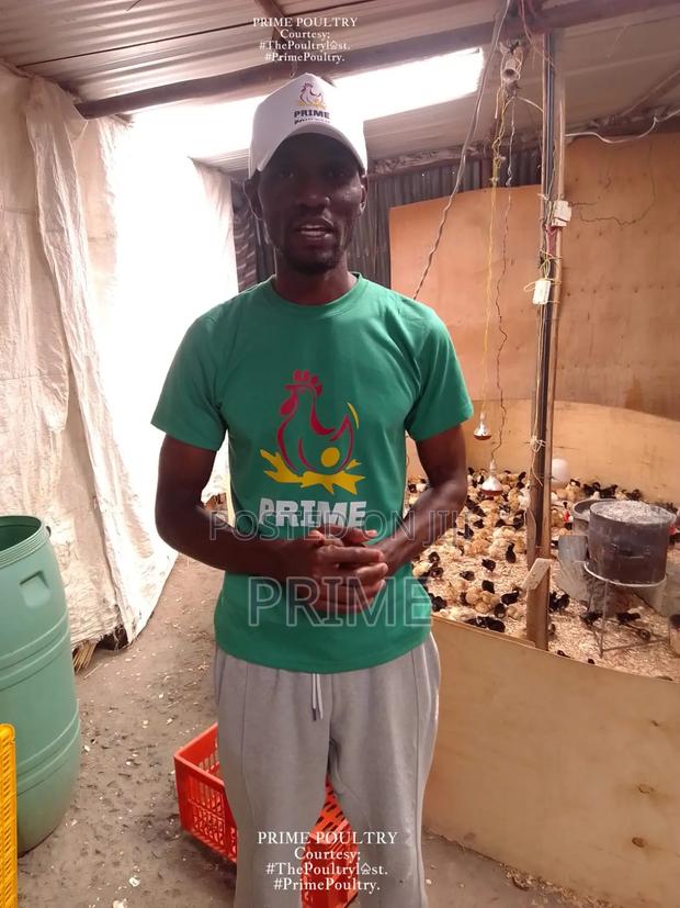 Day Old Chicks - main view