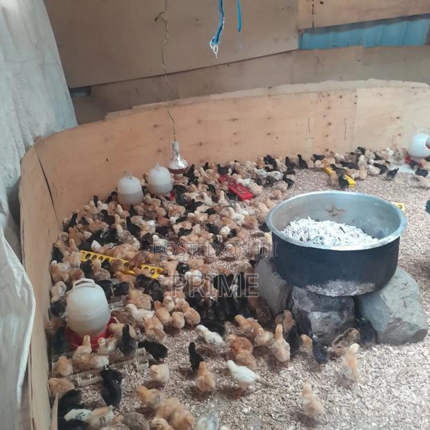 Day Old Chicks - thumbnail 2