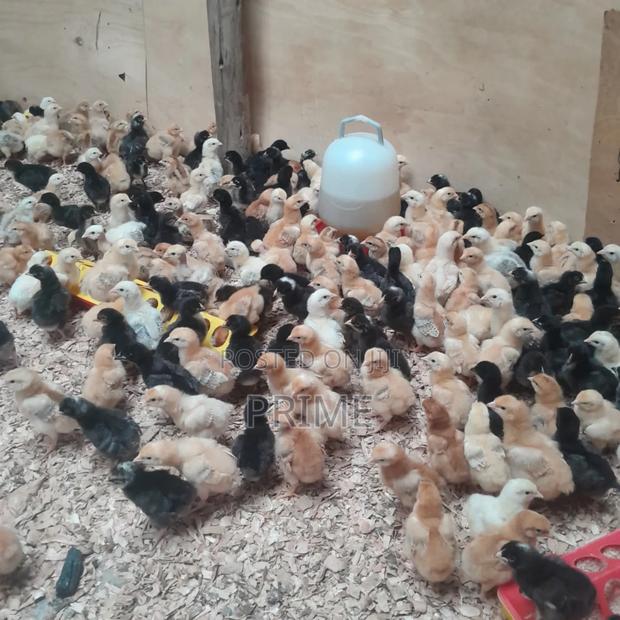 Day Old Chicks - thumbnail 3