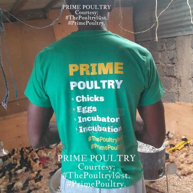 2 Week Old Chicks - main view