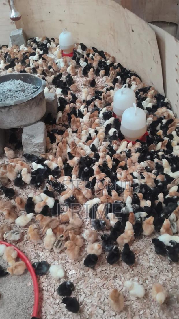 2 Week Old Chicks - thumbnail 2