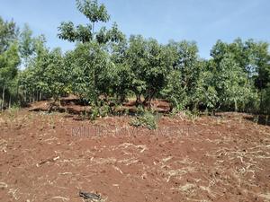 1.5 Acres on Sale at Sabasaba - thumbnail 2