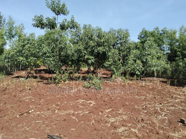 1.5 Acres on Sale at Sabasaba - thumbnail 3