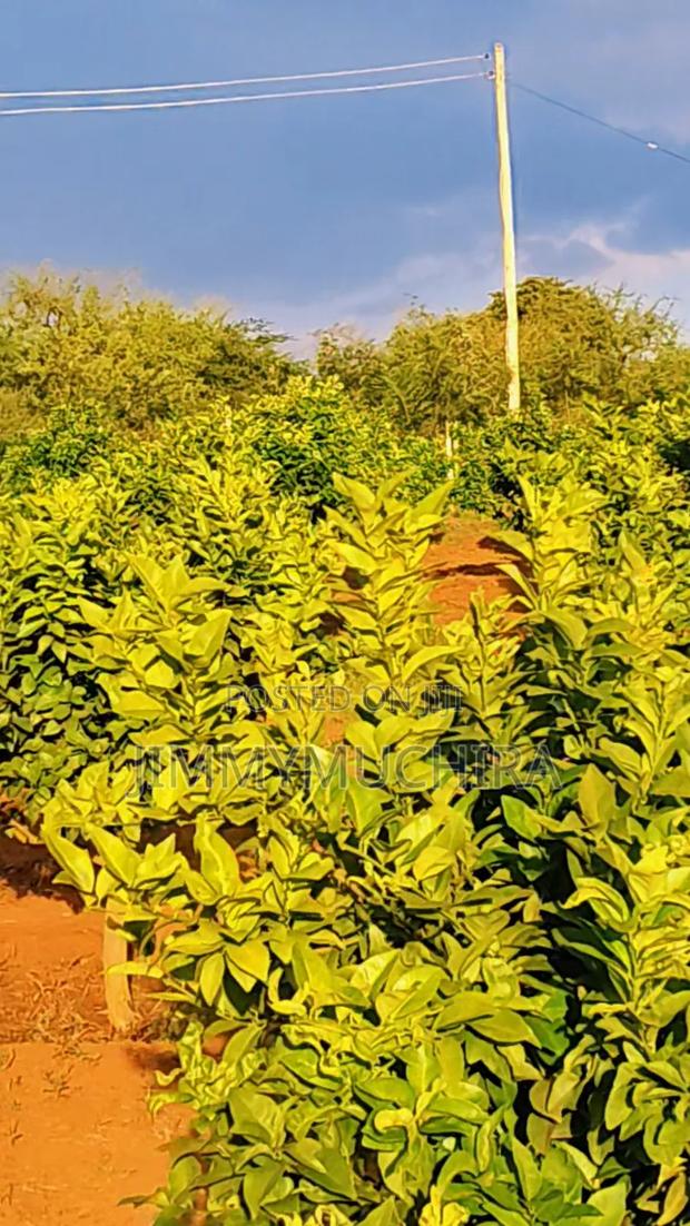 Orange Farm for Sale - thumbnail 2