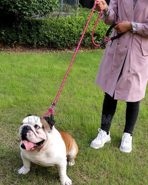 Strong Rope Slip Leash With Padded Handle - thumbnail 2