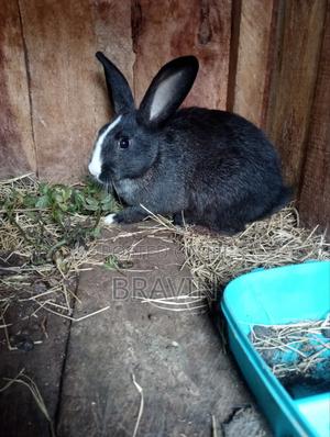 Rabbit Breed for Sell - thumbnail 2