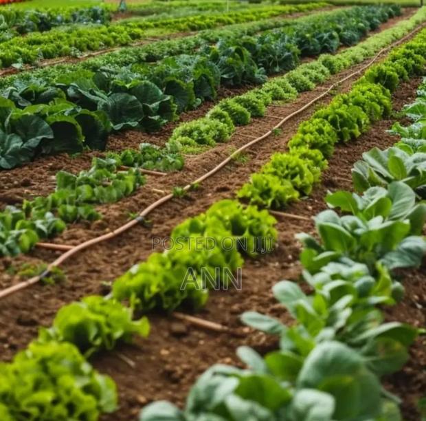 Lettuce Vegetables for Sale - main view