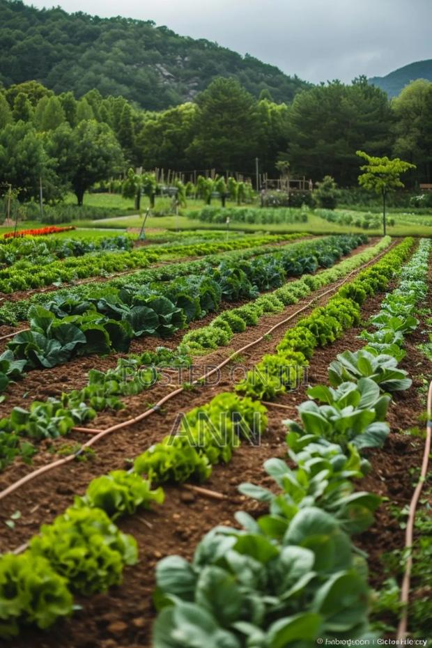 Lettuce Vegetables for Sale - thumbnail 2