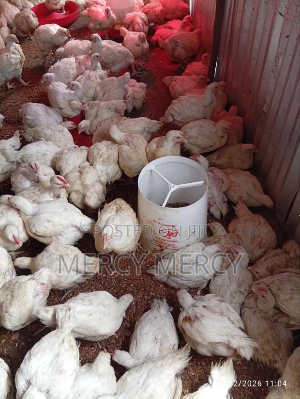 Chicken Broilers - main view