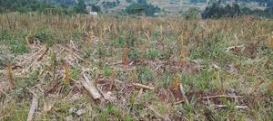 1/2 Acre in Shamata - thumbnail 2