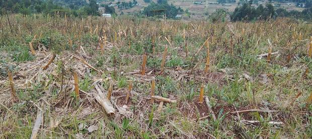 1/2 Acre in Shamata - main view