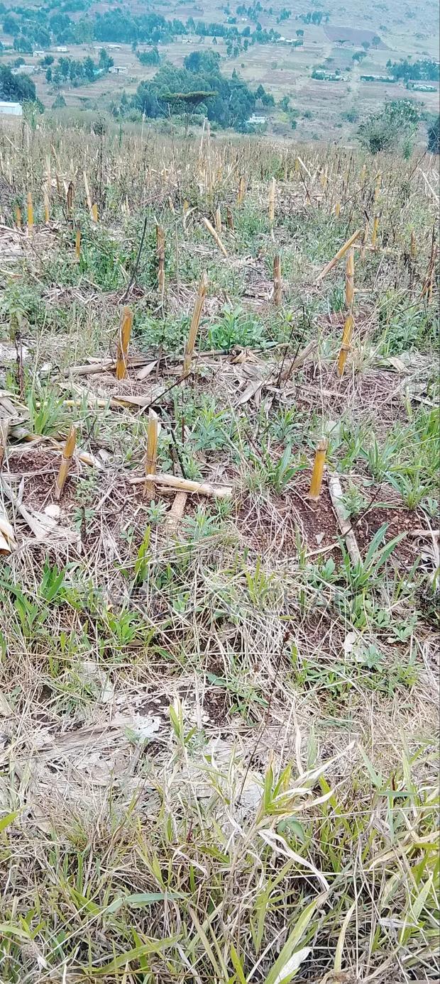 1/2 Acre in Shamata - thumbnail 3