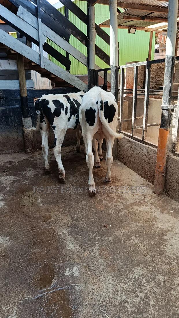 Dairy Cows - main view