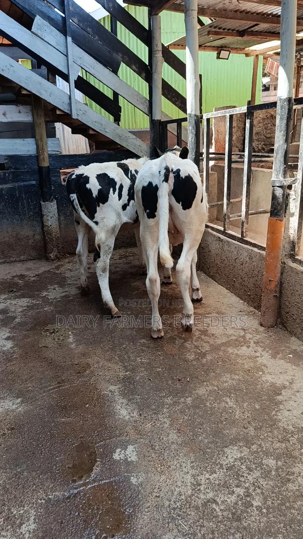 Dairy Cows - thumbnail 2