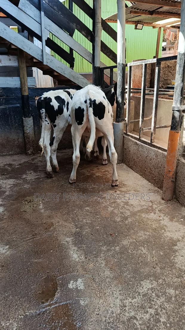 Dairy Cows - thumbnail 3