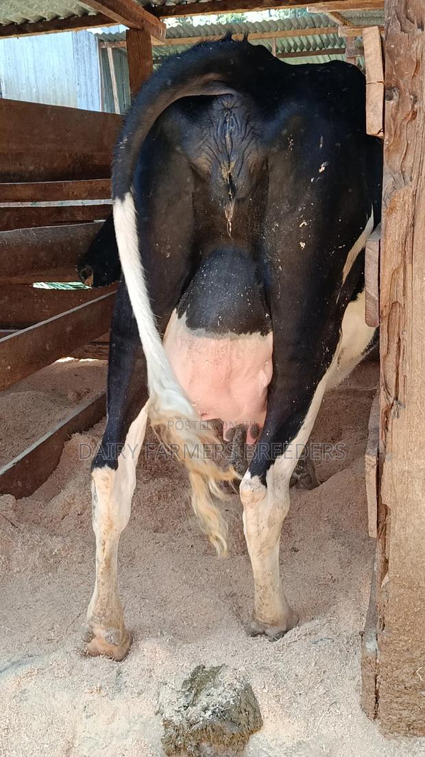 Milkers on Sale - main view