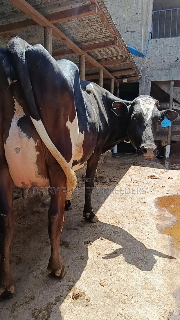 Milkers on Sale - thumbnail 2