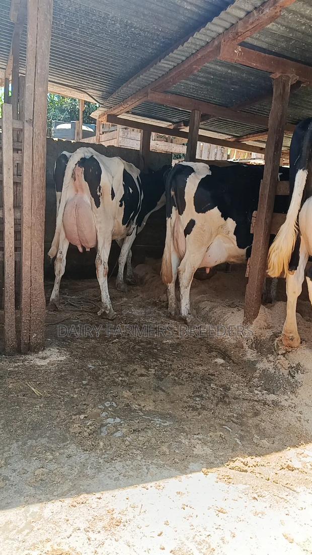 Milkers on Sale - thumbnail 3