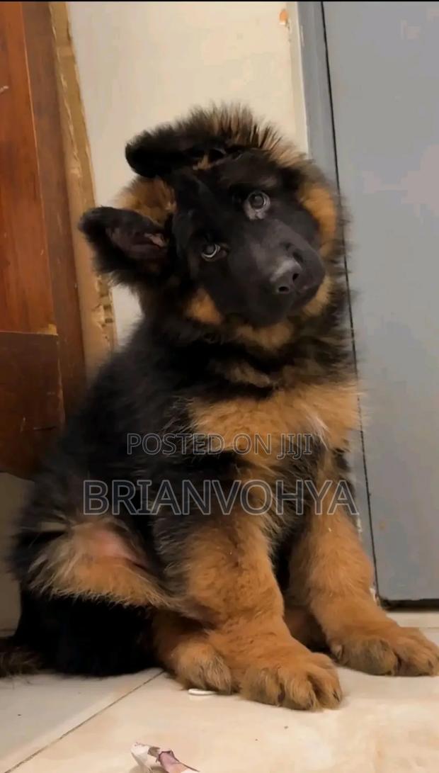 1-3 months Male Purebred German Shepherd