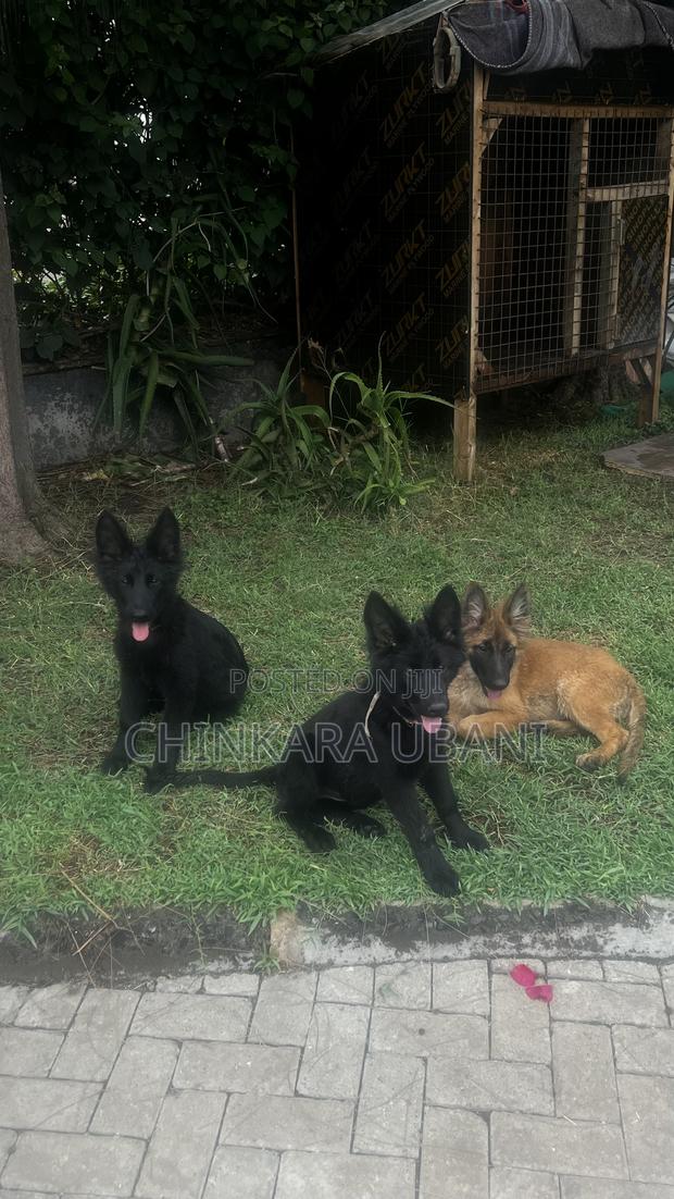 3-6 months Male Purebred German Shepherd - main view