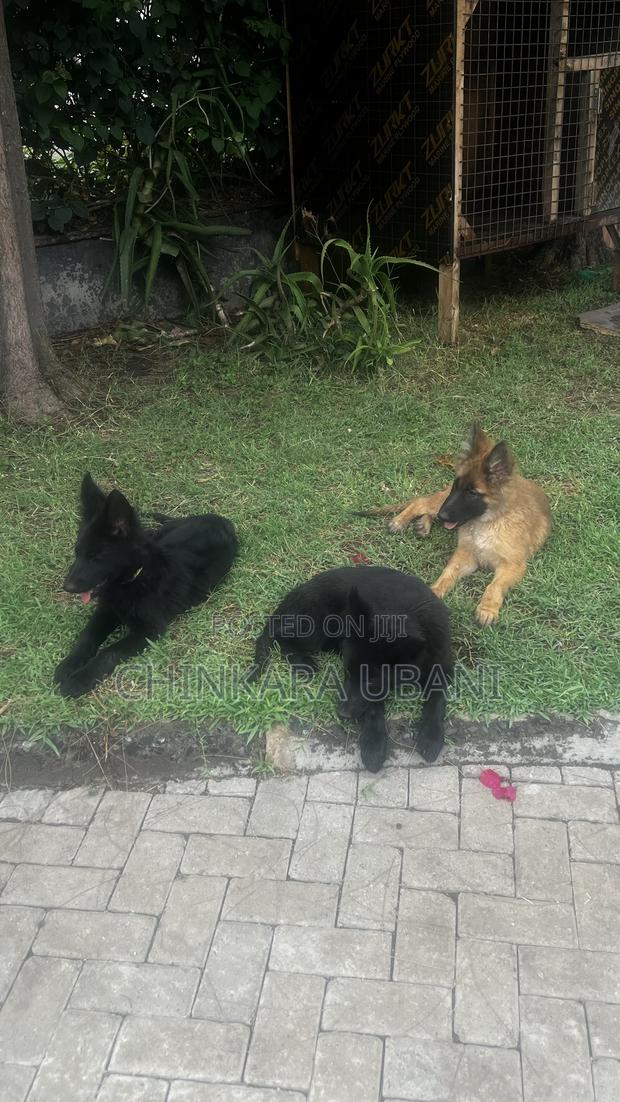 3-6 months Male Purebred German Shepherd - thumbnail 9